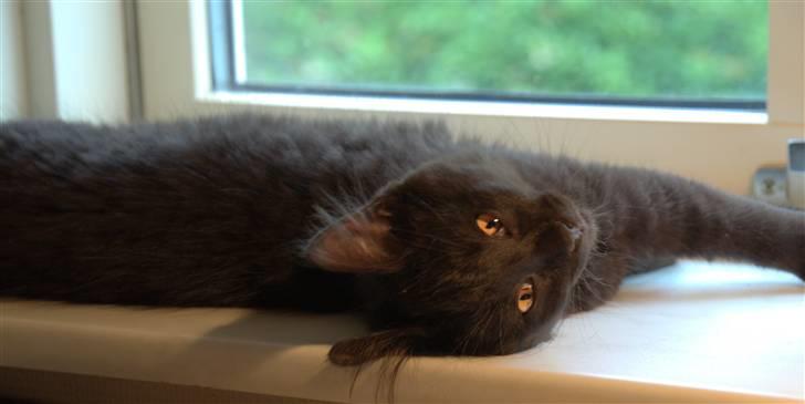 Maine Coon Kratos billede 5