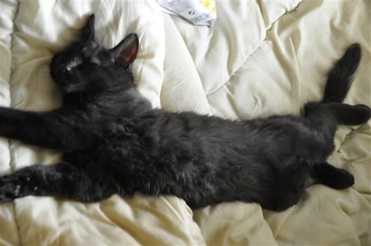 Maine Coon Kratos - *spinde* billede 7