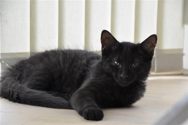 Maine Coon Kratos billede 10