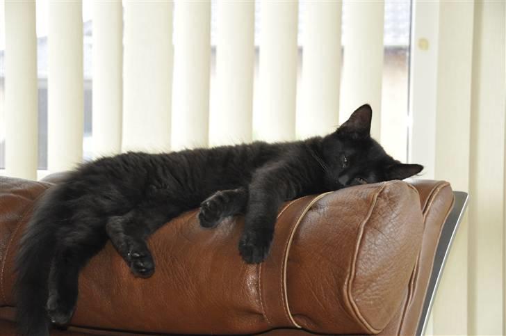 Maine Coon Kratos billede 11