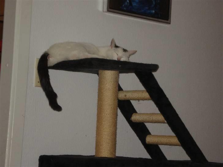 Huskat Cleo billede 1