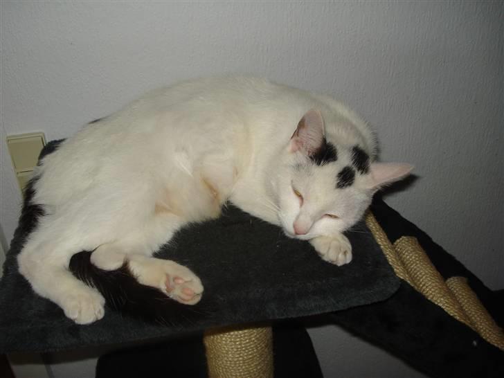 Huskat Cleo billede 2