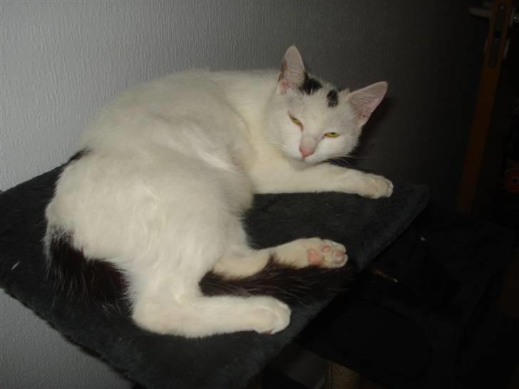 Huskat Cleo billede 3