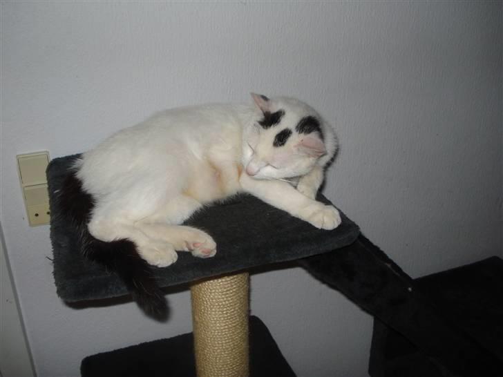 Huskat Cleo billede 4