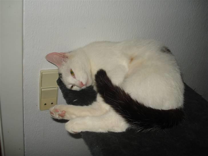 Huskat Cleo billede 5