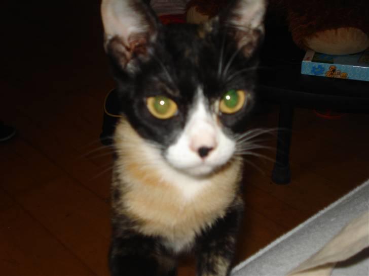 Huskat Mini - Hmm billede 10