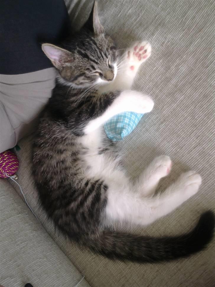 Blanding af racer <3 Toulouse <3 - Lige kommet til mit nye hjem  billede 3