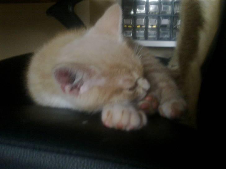 Huskat Bobby - Puttetrold :-) billede 8