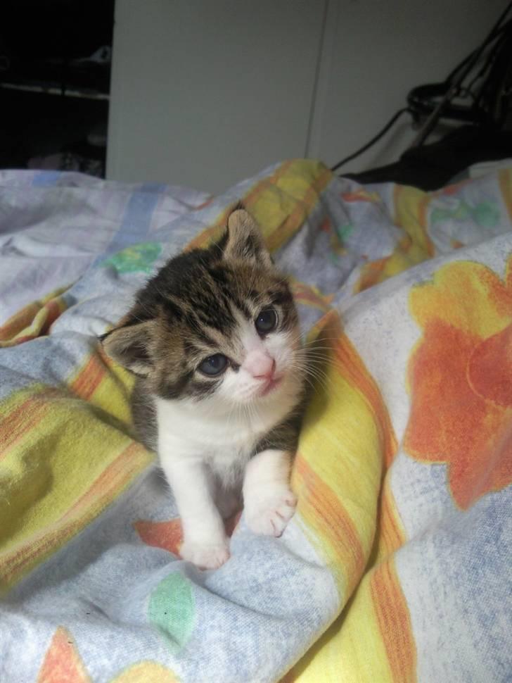 Blanding af racer Tulle'Mis . :). (R.i.p) - Velkommen til Tulle´s profil.. Billedet er far da hun var 3 uger gammel. :). Hehe billede 1