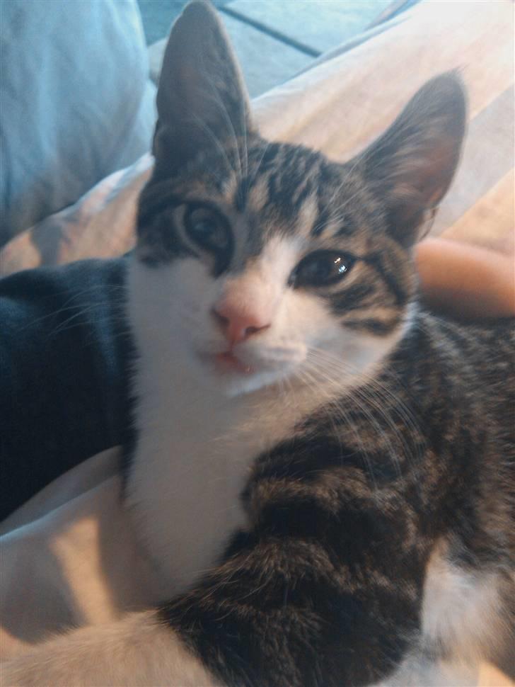 Blanding af racer Tulle'Mis . :). (R.i.p) billede 2