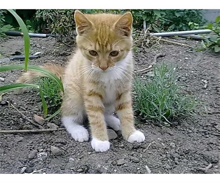 Blanding af racer Frk. Tilde - Frk. Tilde billede 1