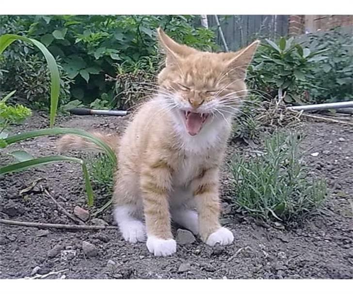 Blanding af racer Frk. Tilde - hjælp mooooor billede 2