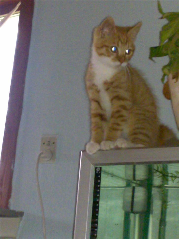 Blanding af racer Frk. Tilde - 12 uger født 1 maj 2010 billede 3