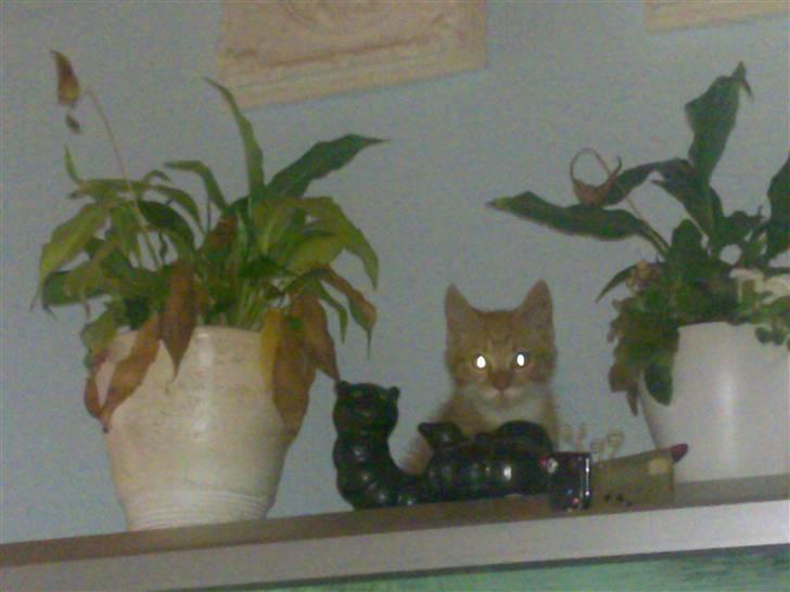 Blanding af racer Frk. Tilde - hej hej jeg er lige her billede 4