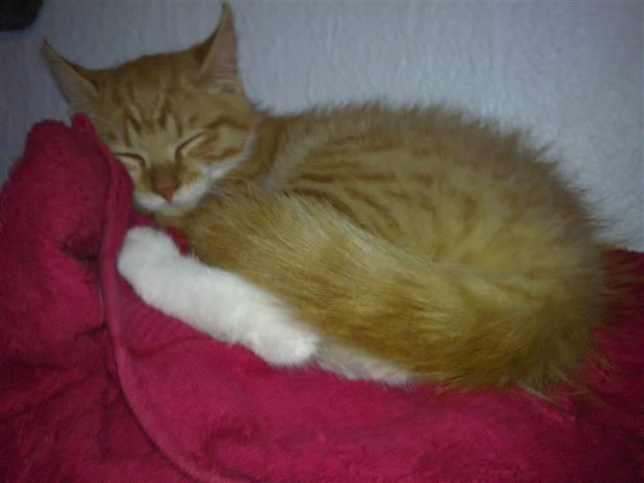 Blanding af racer Frk. Tilde - hey sover lige billede 5