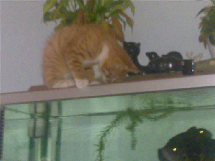 Blanding af racer Frk. Tilde - fanger fisk billede 6