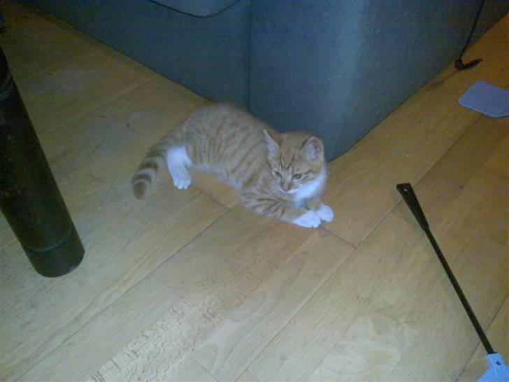 Blanding af racer Frk. Tilde - fanger fluger billede 7