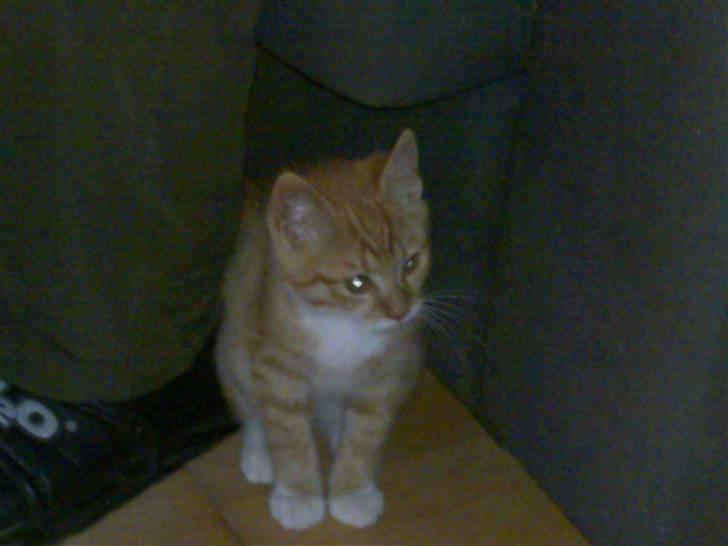 Blanding af racer Frk. Tilde - passer på far billede 8