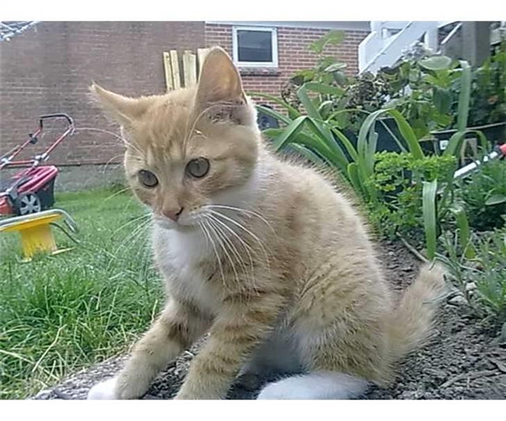 Blanding af racer Frk. Tilde - ude i haven billede 9