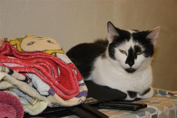 Blanding af racer Komis<3 - Hej og velkommen til ko-katten´s profil:D billede 1