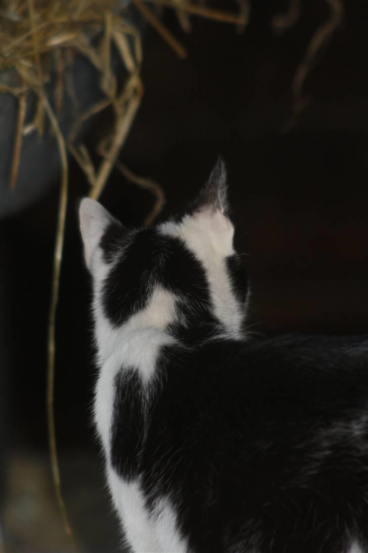 Blanding af racer Komis<3 - Min smukke kokat<3 billede 2