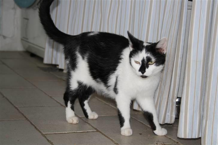 Blanding af racer Komis<3 - Tykke mis inden hun skulle have killinger:) billede 3