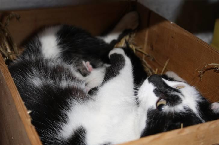 Blanding af racer Komis<3 - Komis med sine smukke killinger:) billede 4