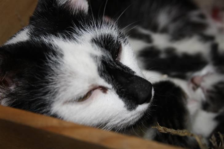 Blanding af racer Komis<3 - En træt mormis;) billede 5