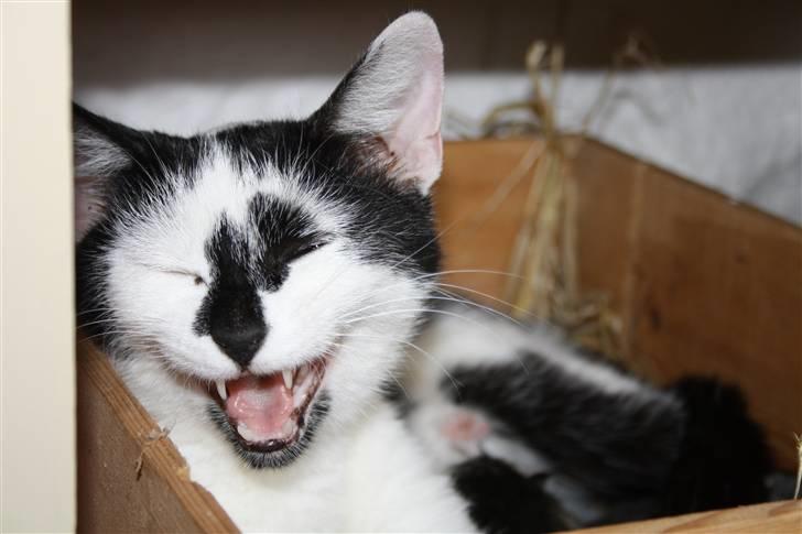 Blanding af racer Komis<3 - Det er hårdt at være mor! ;D billede 6