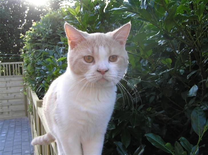 British Shorthair Master Fatman billede 8