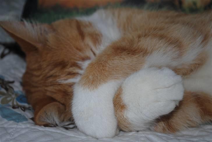 Huskat Eddie billede 3