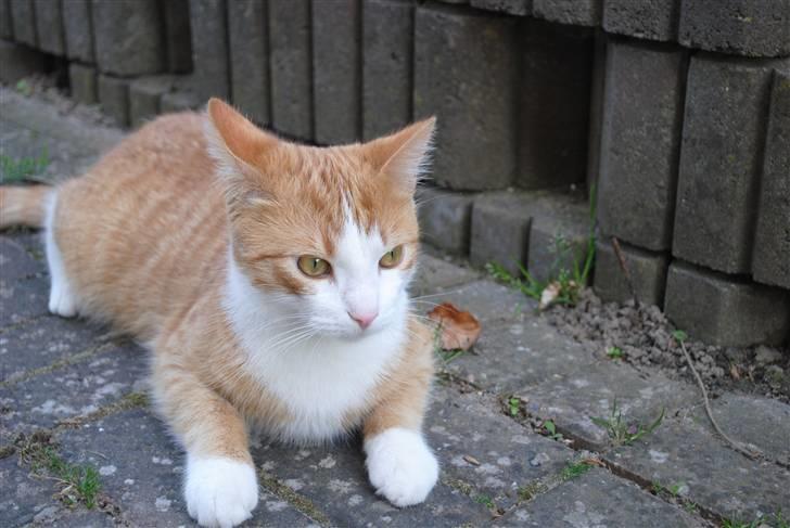 Huskat Eddie billede 4