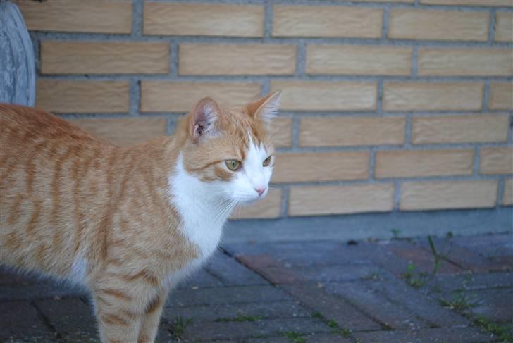 Huskat Eddie billede 5