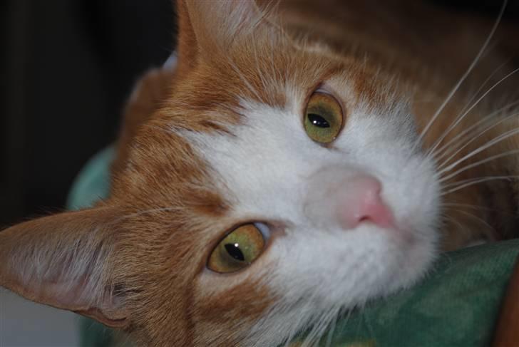 Huskat Eddie billede 6