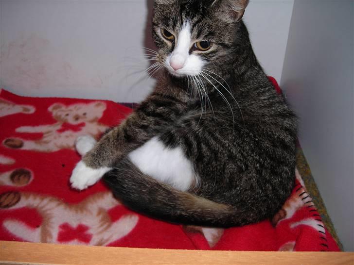 Huskat Mickey - der vidst ingen der kan se, hun ligger med 3 små nyfødte killinger  billede 1