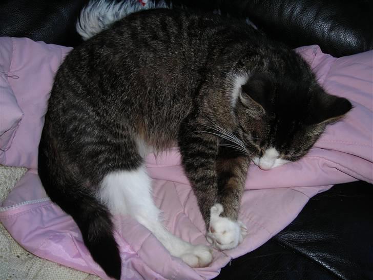 Huskat Mickey billede 2