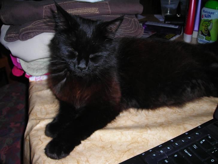 Blanding af racer Chanel billede 1