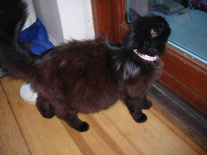 Blanding af racer Chanel billede 2