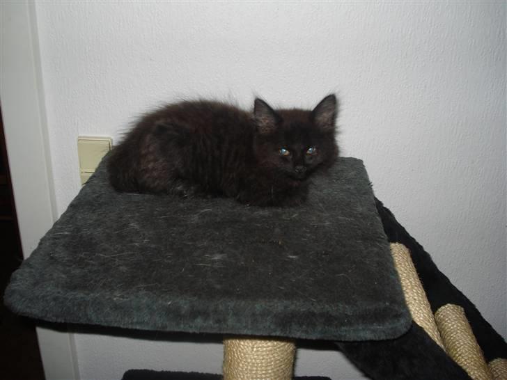 Blanding af racer Savannah - Yndige Savannah billede 6