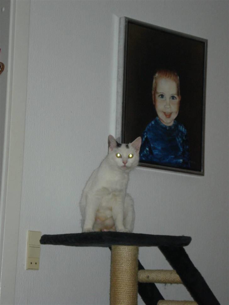 Huskat Cleo - Smukke Cleo billede 6