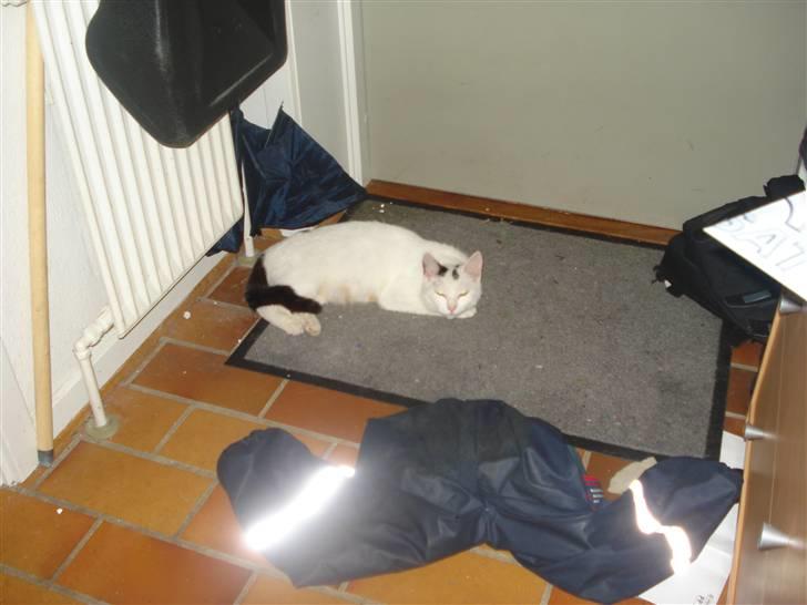 Huskat Cleo - Cleos yndlingsplads billede 7