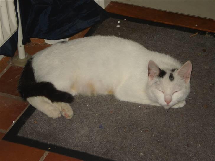 Huskat Cleo - Min Cleo mus putter på dørmåtten billede 8