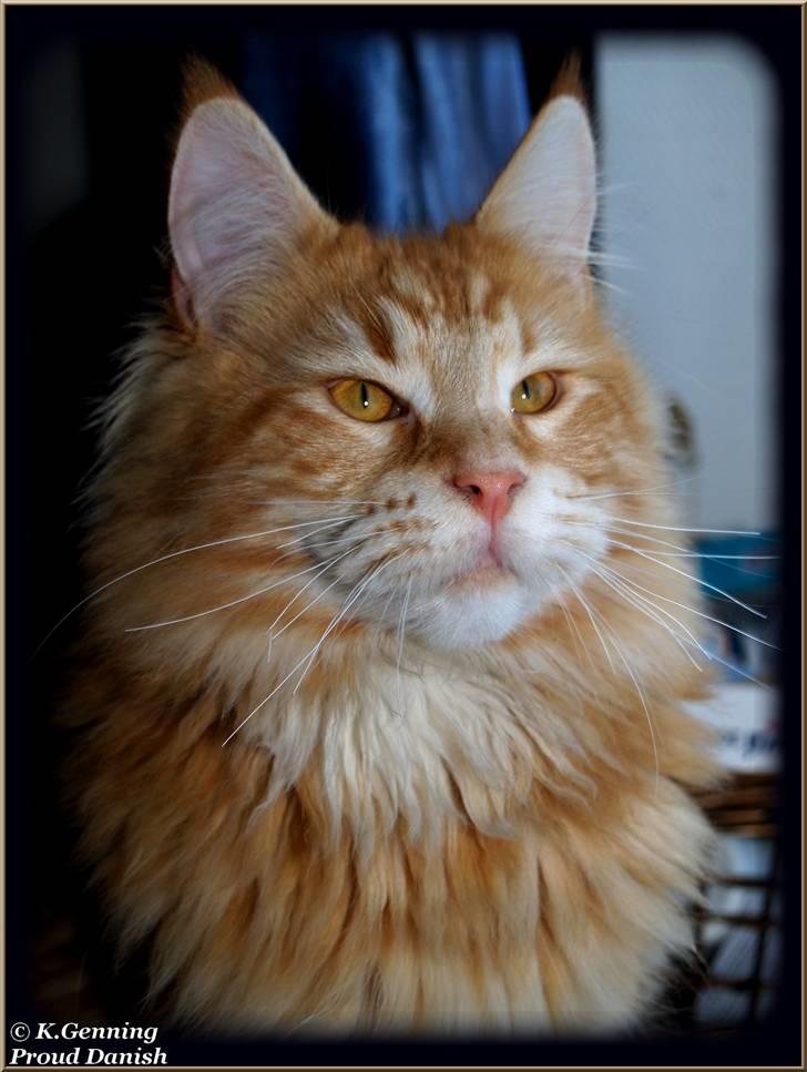 Maine Coon DK Proud Danish MoonLight - 8 mdr billede 5