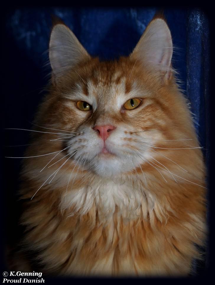 Maine Coon DK Proud Danish MoonLight billede 6