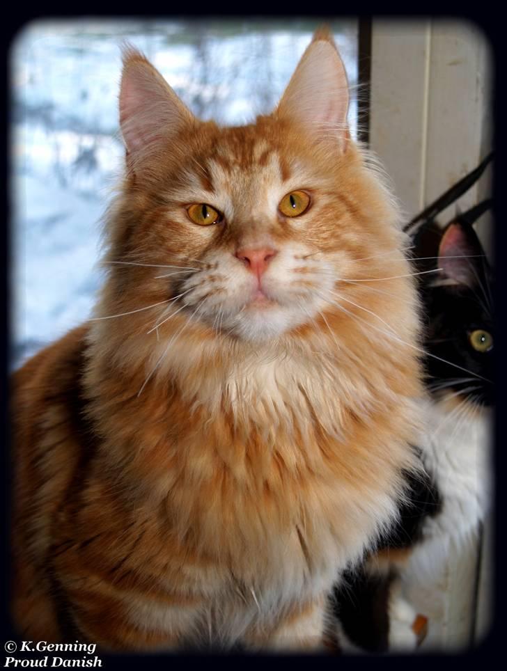 Maine Coon DK Proud Danish MoonLight billede 8