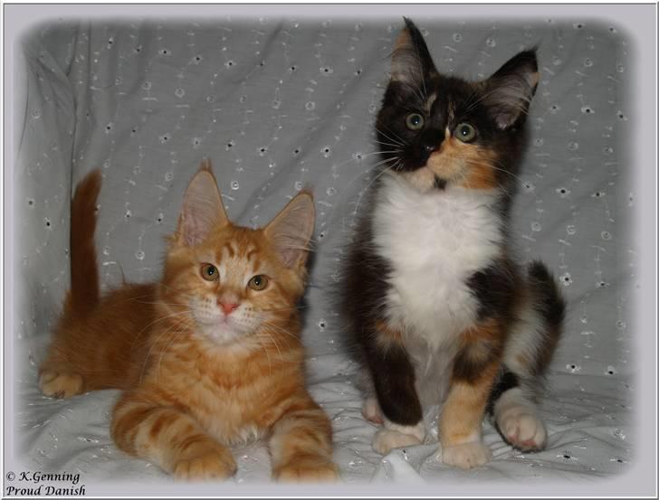 Maine Coon DK Proud Danish MoonLight billede 9