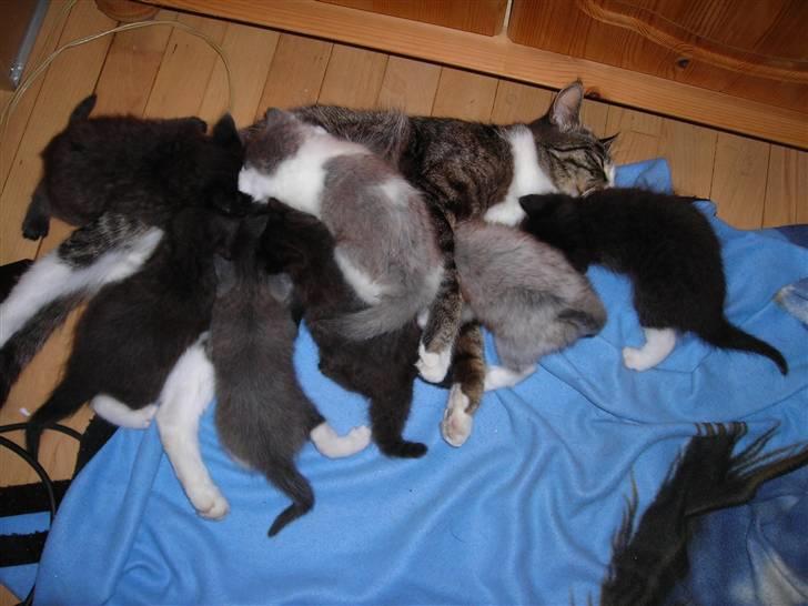 Huskat Mickey - Mickey, som tager sig godt af sine egne 3+ chanels de 4 :o) billede 3