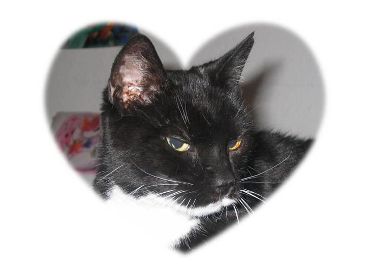 Huskat Pjevs II R.I.P - Super søde Pjevs billede 1