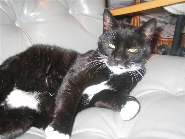 Huskat Pjevs II R.I.P - Et af Pjevs´ ynglingssteder at sove. Mine forældres grå stol billede 2