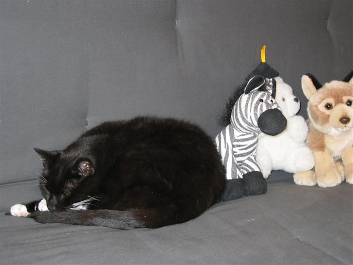 Huskat Pjevs II R.I.P - En middagslur sammen med Nannas tøjdyr kan altid bruges, og derefter skal man jo vaskes :D billede 3